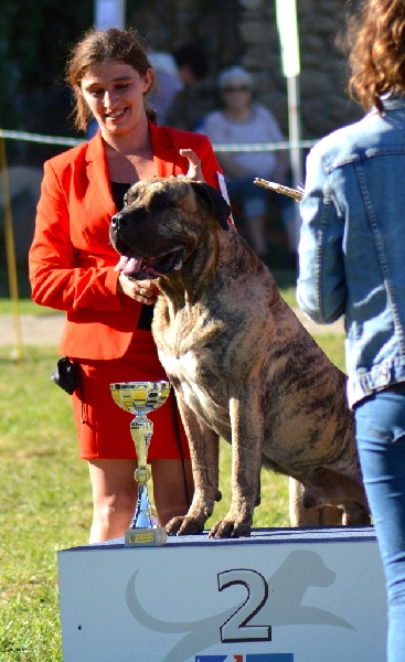 CH. Elio el Sueno del Amigo - 1er excellent - Meilleur champion - meilleur de race
