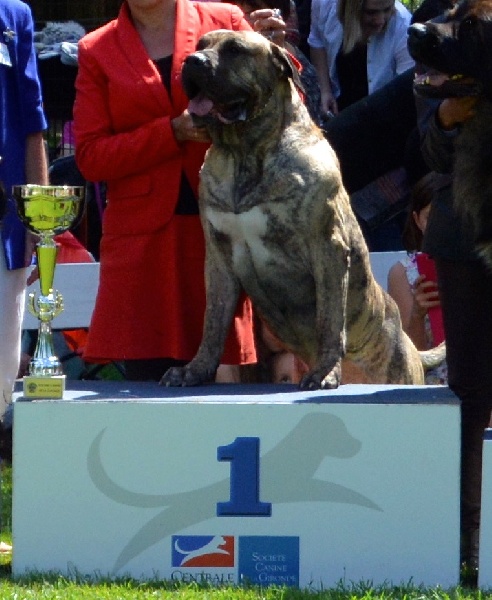 CH. Elio el Sueno del Amigo - 1er excellent Meilleur Champion