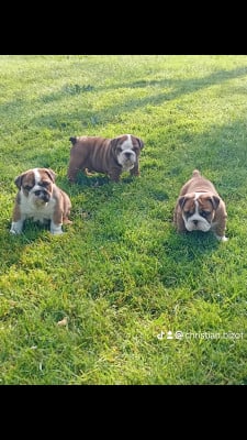 Chiot N°4 - Bulldog Anglais