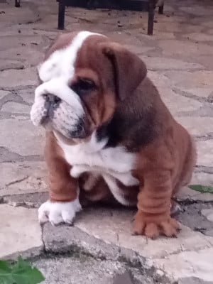 Les chiots de Bulldog Anglais