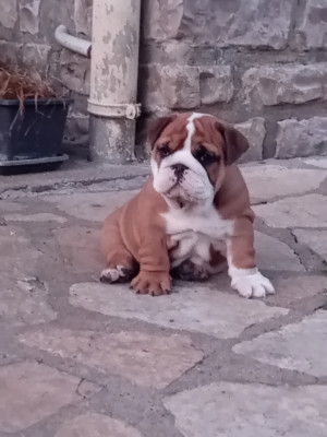 Les chiots de Bulldog Anglais