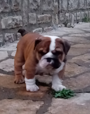 Les chiots de Bulldog Anglais