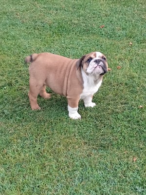 Les chiots de Bulldog Anglais