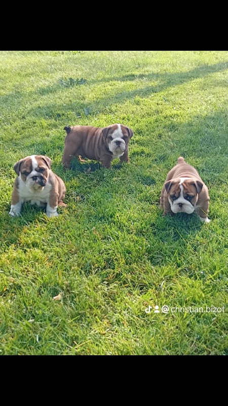 Bulldog Anglais - du domaine des gueules d'amour