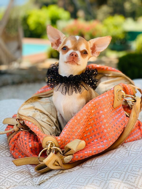 Utai Des Pachas Des Cimes