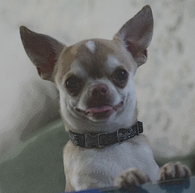 Utai Des Pachas Des Cimes