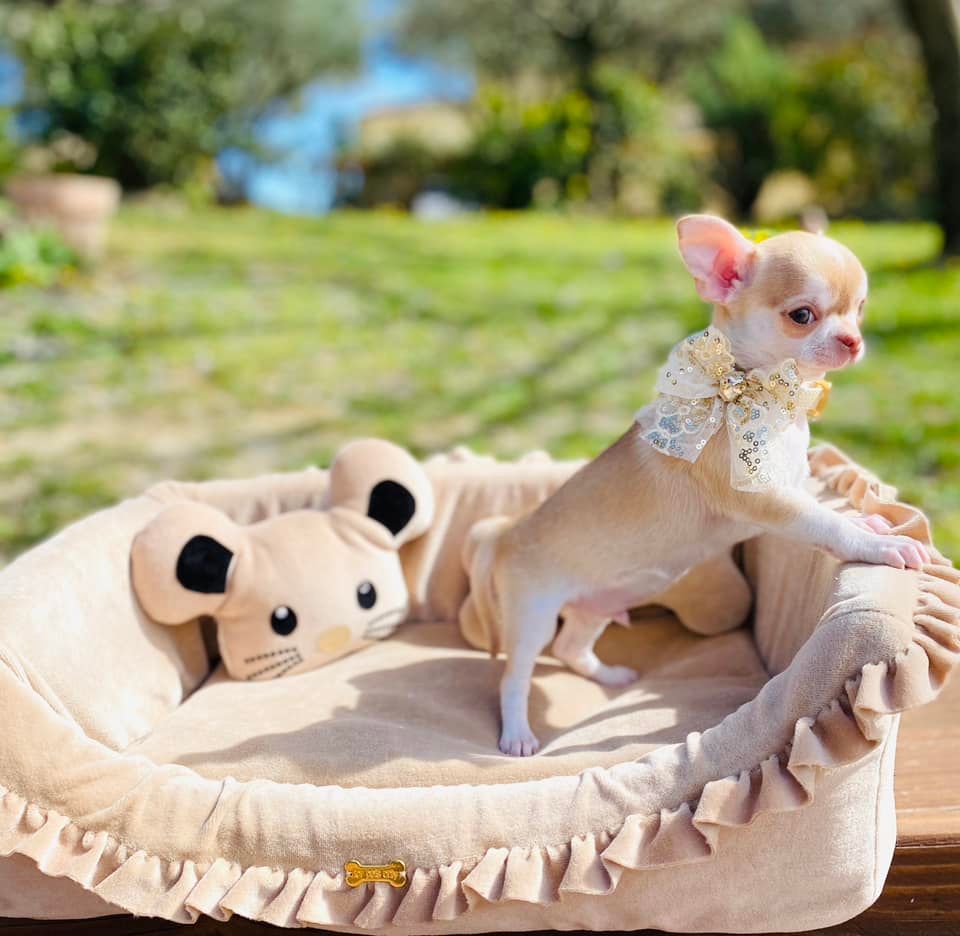 Utai Des Pachas Des Cimes