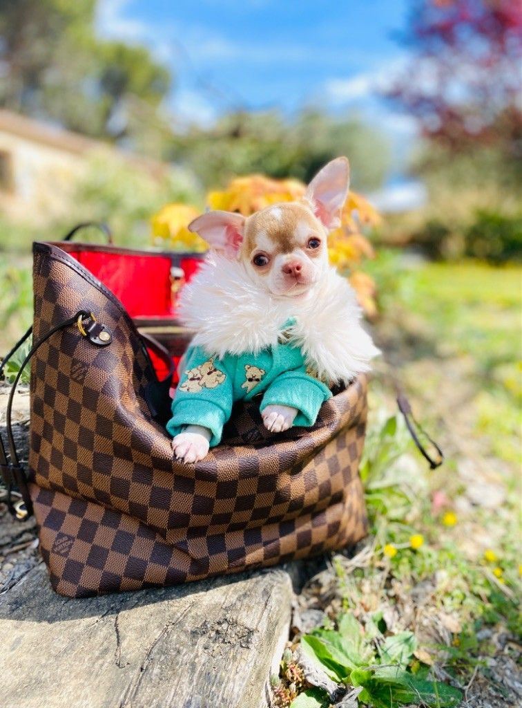 Utai Des Pachas Des Cimes