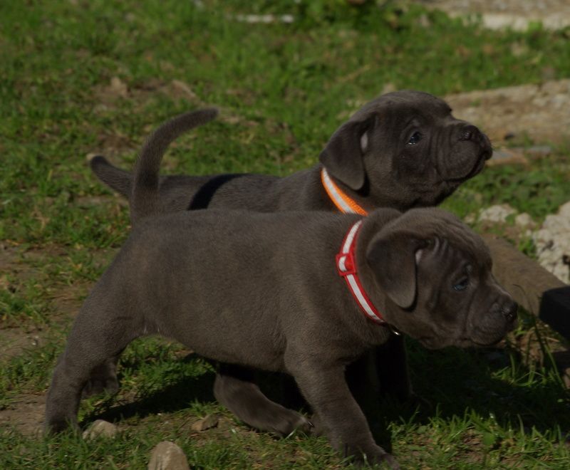 Staffordshire Bull Terrier - (Sans Affixe)