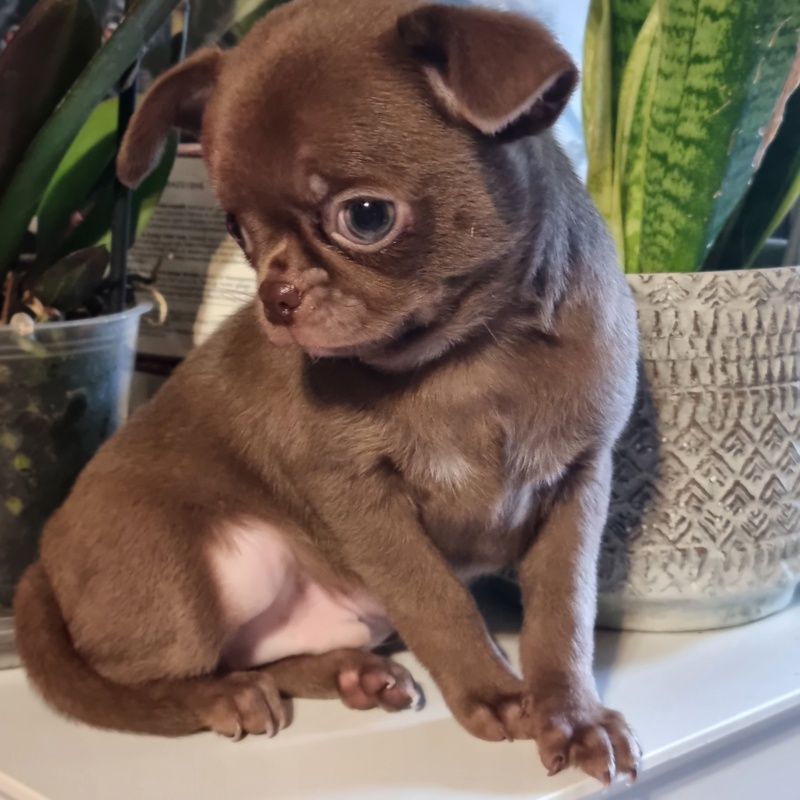 Chihuahua - (Sans Affixe)