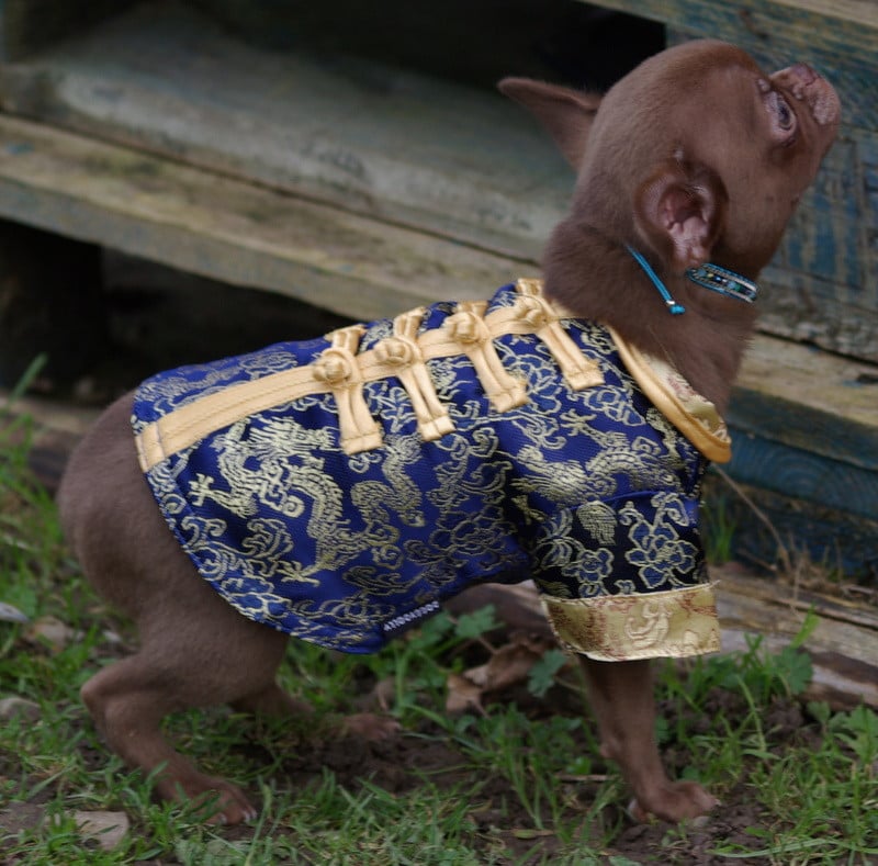 Chihuahua - (Sans Affixe)