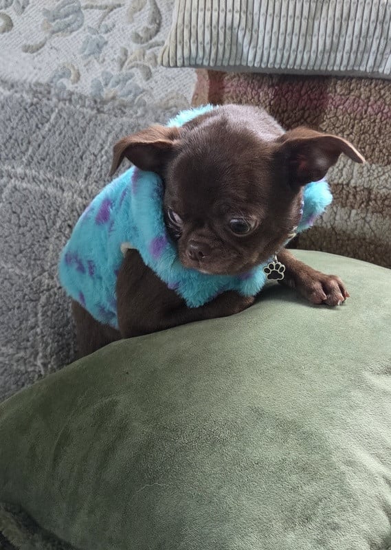 Chihuahua - (Sans Affixe)