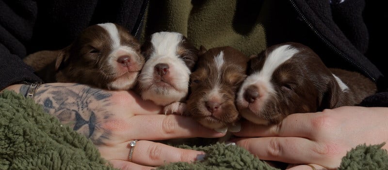 Berger Américain Miniature  - (Sans Affixe)