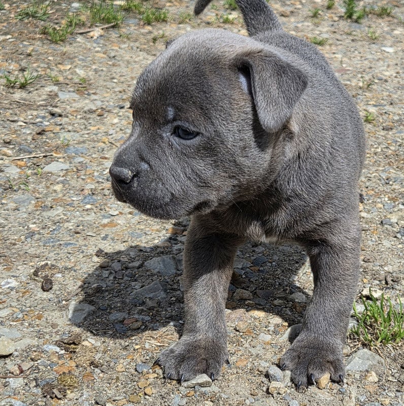 Chiot N°2