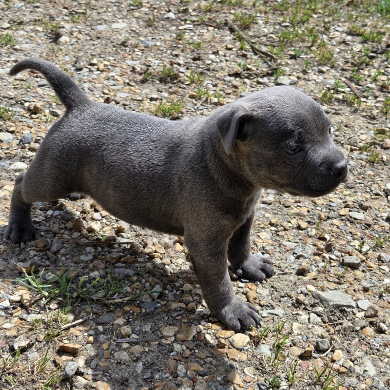 Chiot N°2