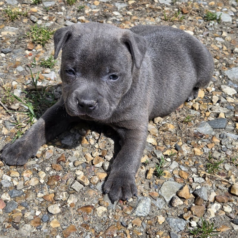Chiot N°2