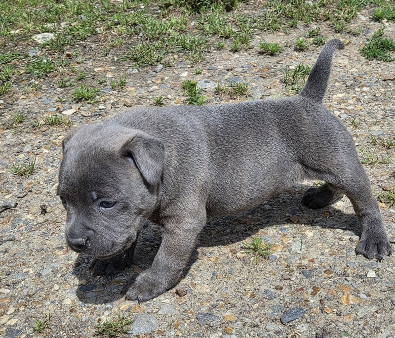 Chiot N°2