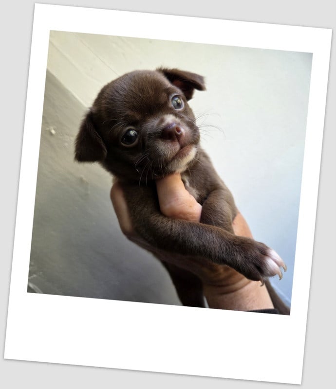 Chihuahua - (Sans Affixe)