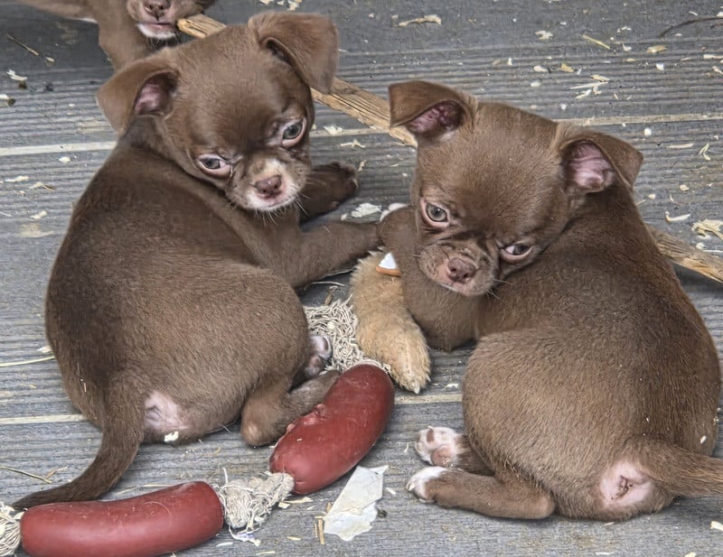 Chihuahua - (Sans Affixe)