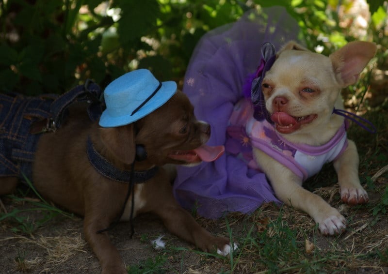 Chihuahua - (Sans Affixe)