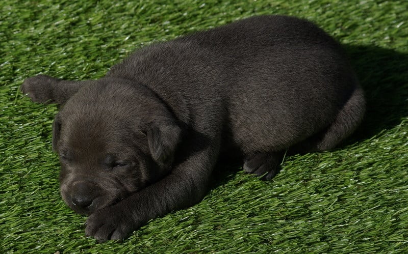 bobby