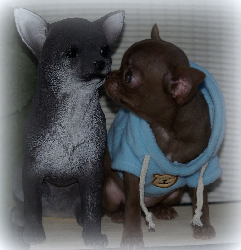 Chihuahua - (Sans Affixe)