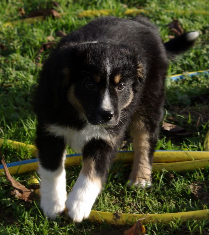 Berger Américain Miniature  - (Sans Affixe)