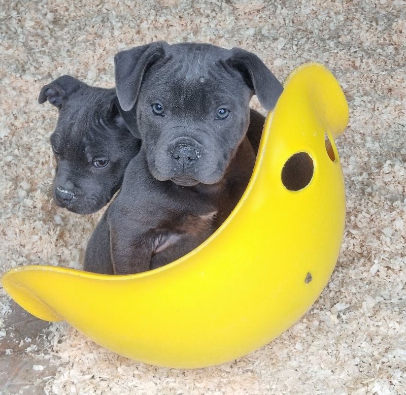 Staffordshire Bull Terrier - (Sans Affixe)