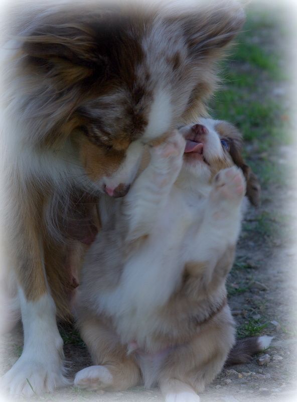 Berger Américain Miniature  - (Sans Affixe)