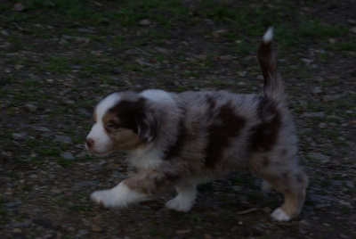 Les chiots de Berger Américain Miniature 