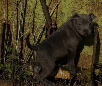 Les chiots de Staffordshire Bull Terrier