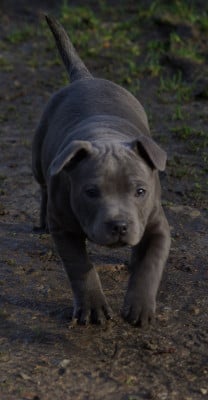 Les chiots de Staffordshire Bull Terrier