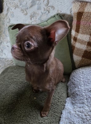 Les chiots de Chihuahua