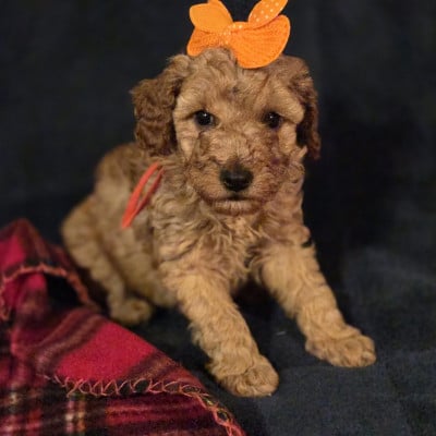 Les chiots de Caniche