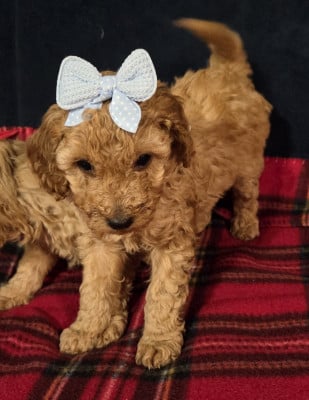 Les chiots de Caniche