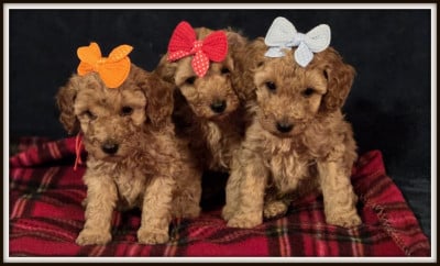 Les chiots de Caniche