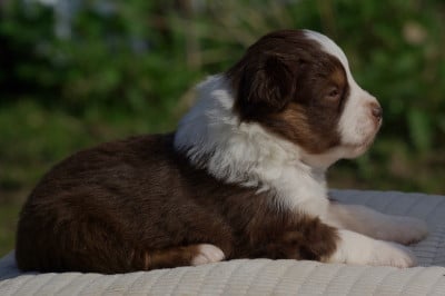 Les chiots de Berger Américain Miniature 