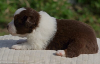 Les chiots de Berger Américain Miniature 