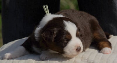 Les chiots de Berger Américain Miniature 