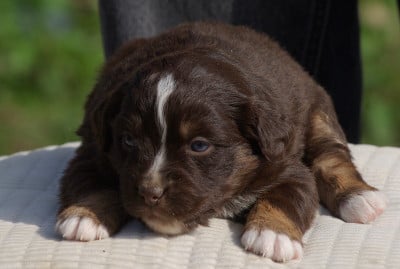 Les chiots de Berger Américain Miniature 