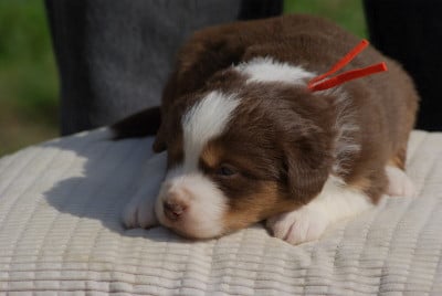 Les chiots de Berger Américain Miniature 