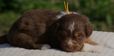 Les chiots de Berger Américain Miniature 
