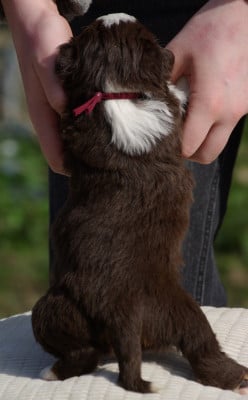 Les chiots de Berger Américain Miniature 