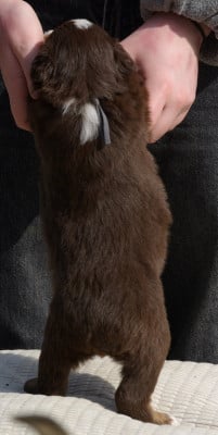 Les chiots de Berger Américain Miniature 