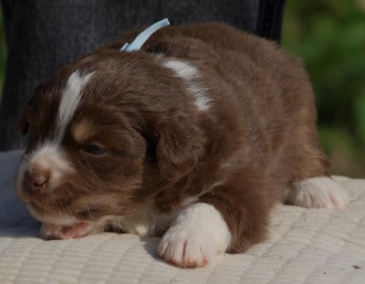 Les chiots de Berger Américain Miniature 