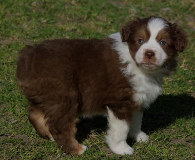 Les chiots de Berger Américain Miniature 