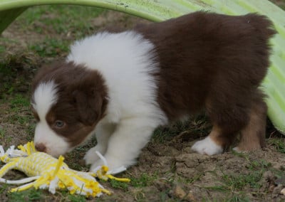 Les chiots de Berger Américain Miniature 