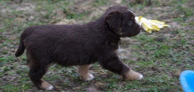 Les chiots de Berger Américain Miniature 