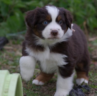 Les chiots de Berger Américain Miniature 