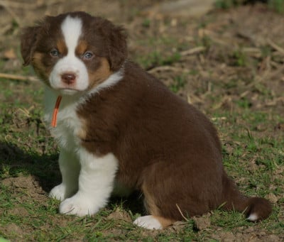 Les chiots de Berger Américain Miniature 